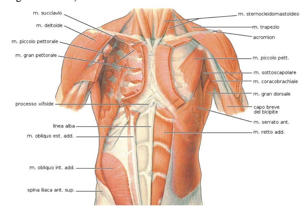muscolatura del corpo vista anteriore